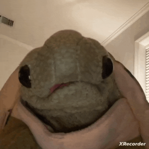 Tortuga, the plush turtle mascot of the $TORTUGA Solana memecoin